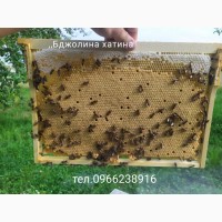 Бджолопакети карпатки 2022