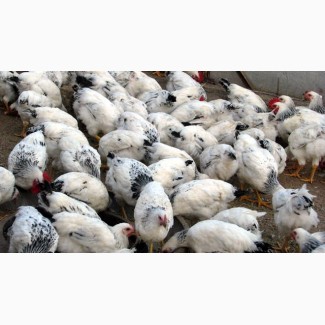 Продам курчата М#039;ясо-яєчні, Мастер Грей, Іспанка, Редбро