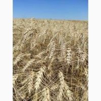 Озимая пшеница Грация елита