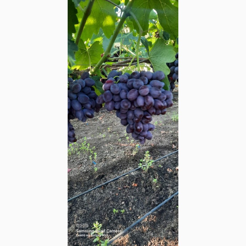 Фото 7. Куплю оптом столовый виноград