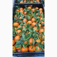 Продажа цитрусових (апельсини, мандарини) - Іспанія