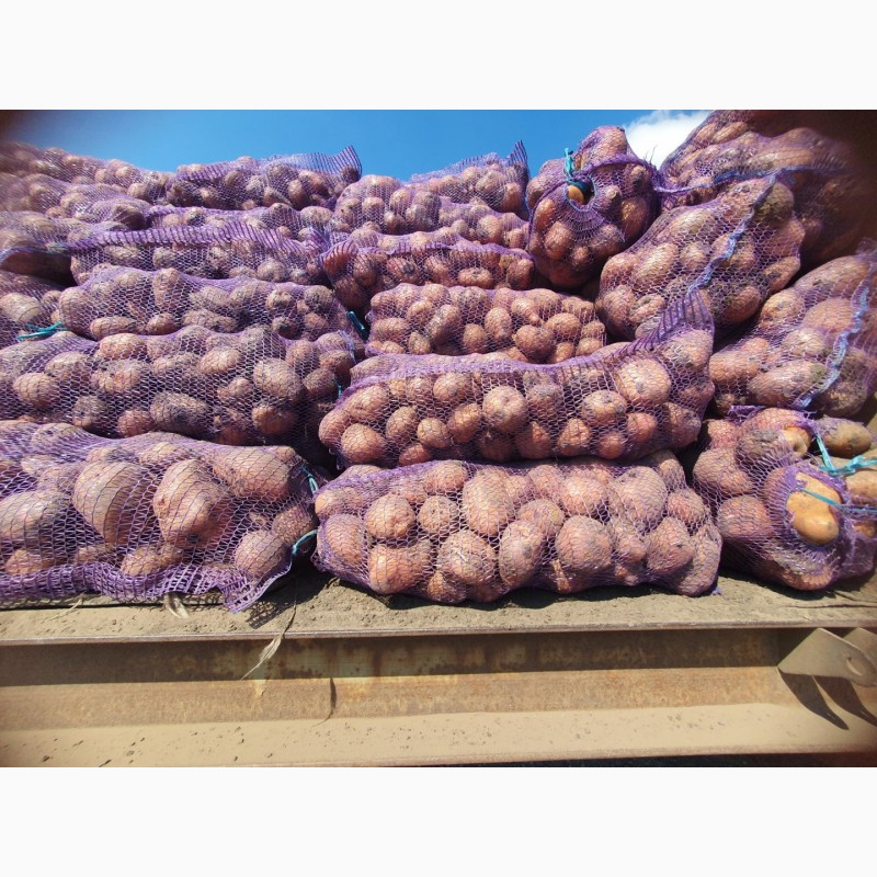 Фото 2. Продам картофель Аризона