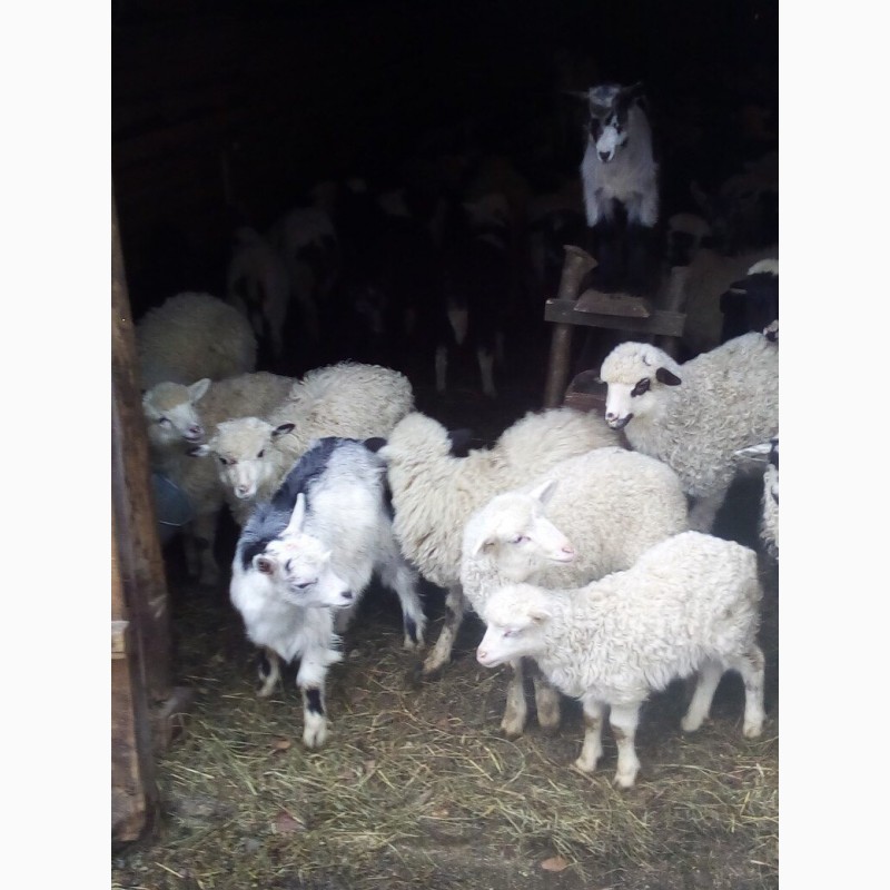 Фото 2. Продаж вівці (овцы, бараны, молодняк) 300 голів