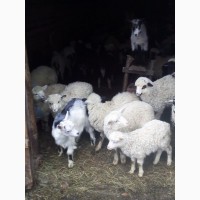 Продаж вівці (овцы, бараны, молодняк) 300 голів