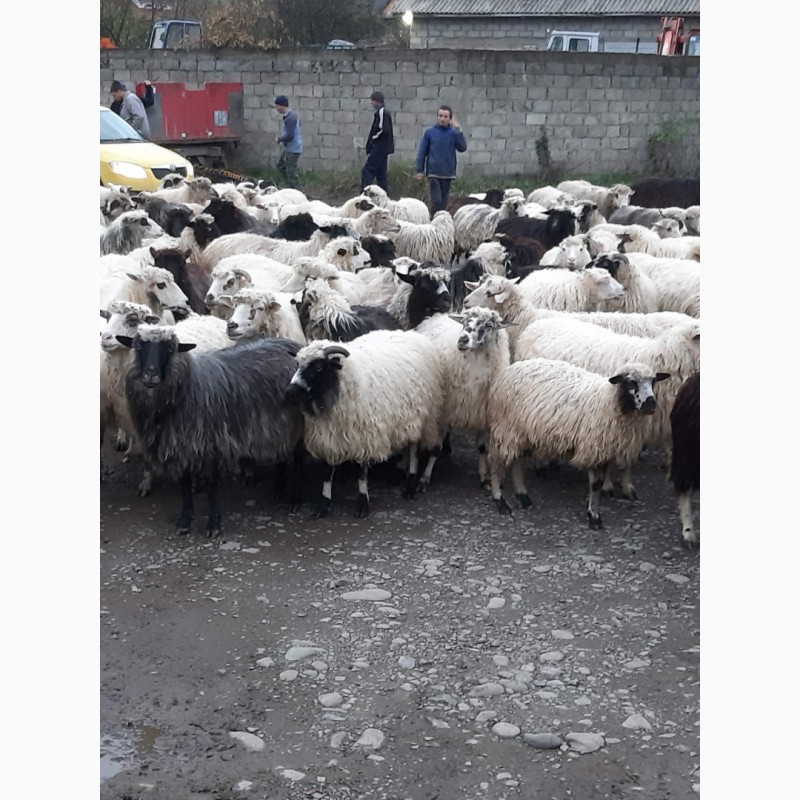 Фото 3. Продаж вівці (овцы, бараны, молодняк) 300 голів