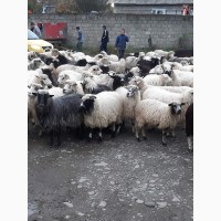 Продаж вівці (овцы, бараны, молодняк) 300 голів