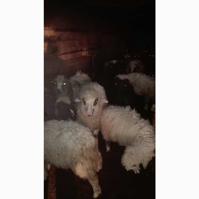 Фото 4. Продаж вівці (овцы, бараны, молодняк) 300 голів