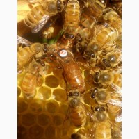 Продам бджоломатки Італійки Кордован та Бакфаст