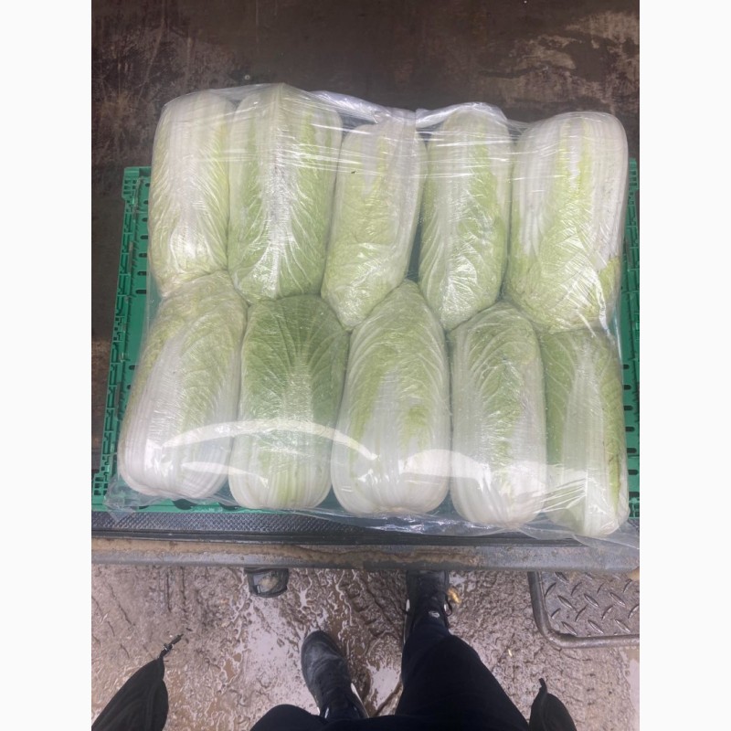 Фото 4. Продам капусту пекінську з холодильника