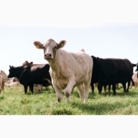 М#039;ясні корови АНГУС, ШАРОЛЕ, ЛІМУЗИН на забій