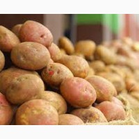 Реалізую їстівну картоплю оптом. договірна ціна