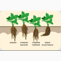 Клубника розсада свіжокопана. Розсада полуниці - великий вибір сортів