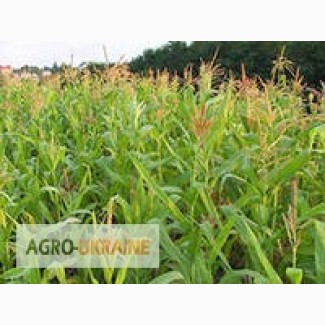 Семена кукурузы Мел 272 МВ