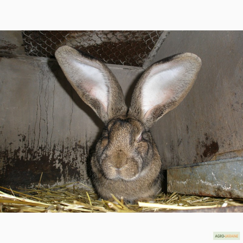 Фото 2. Кролики чистопородный Фландер
