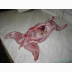 Продам мясо кролика ( крольчатину)