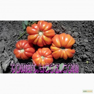 Семена помидоров, более 50 сортов урожайных томатов! Почтой вся Украина
