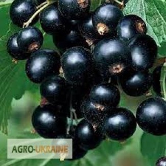 Саженцы черной смородины, крупноплодние и засухоустойчивие сорта. Опт и розница