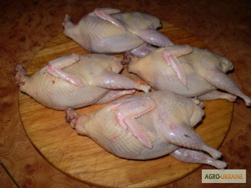 Фото 3. Мясо перепела BIO, фазана и курицы свежее
