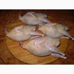 Мясо перепела BIO, фазана и курицы свежее