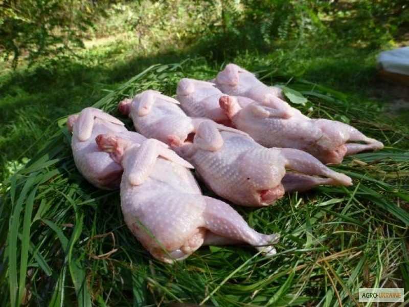 Фото 5. Мясо перепела BIO, фазана и курицы свежее