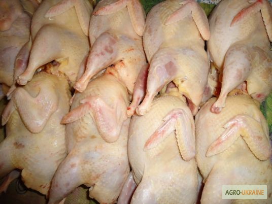 Фото 6. Мясо перепела BIO, фазана и курицы свежее