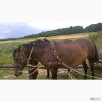 Продам пару робочих коней (дві кобили)