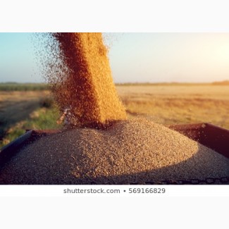 СРОЧНО продам пшеницу фуражную на экспорт от производителей и поставщиков