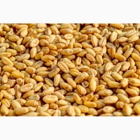 СРОЧНО продам пшеницу фуражную на экспорт от производителей и поставщиков