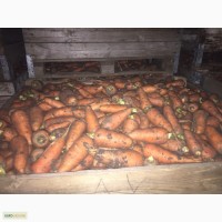 Продам морковь на Корейку