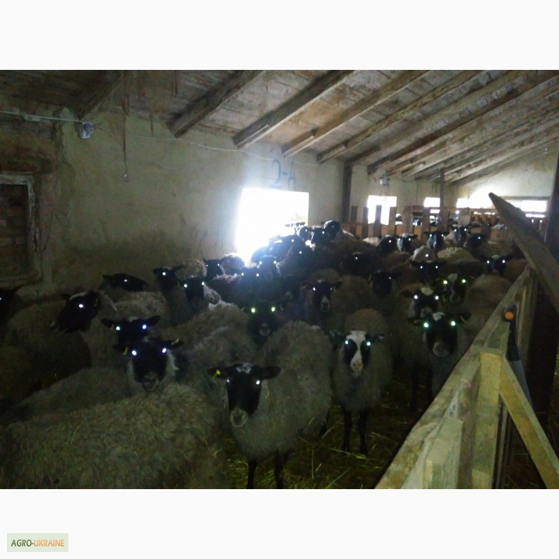 Фото 2. Продам овець романівської породи