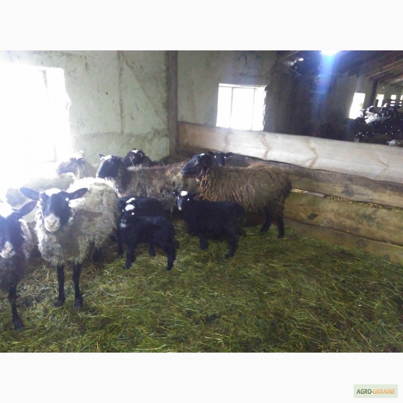 Фото 3. Продам овець романівської породи