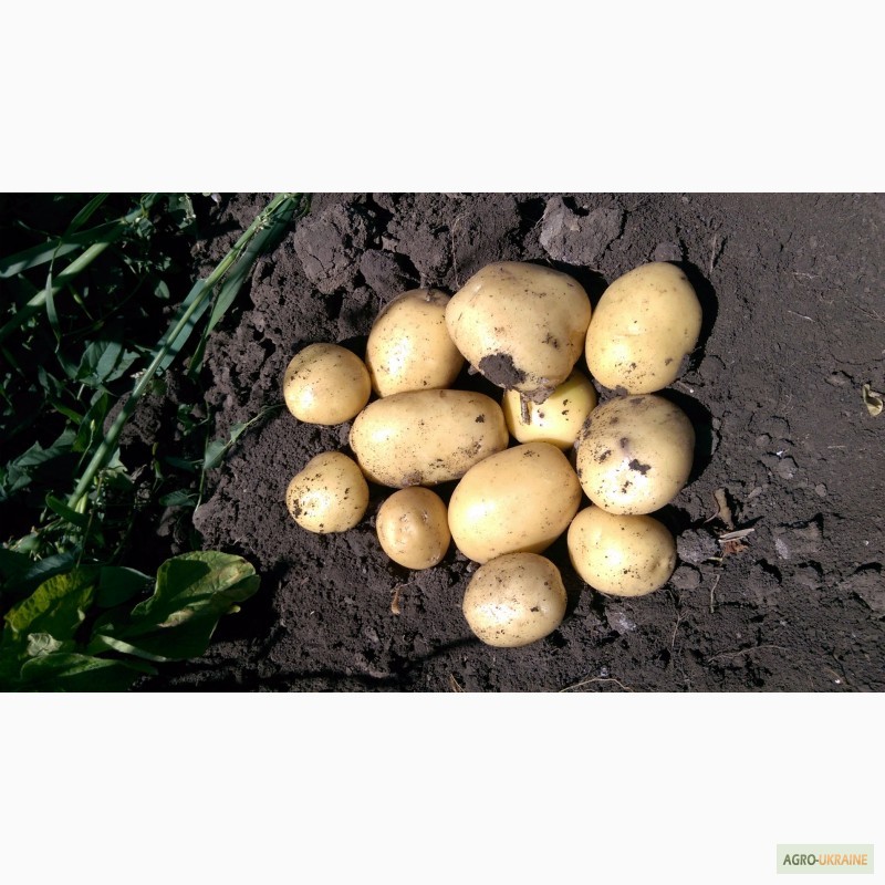 Фото 2. Продам картофель, сорт Ривьера
