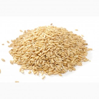 Закупка пшеницы, ячменя, кукурузы, семечки и рапса