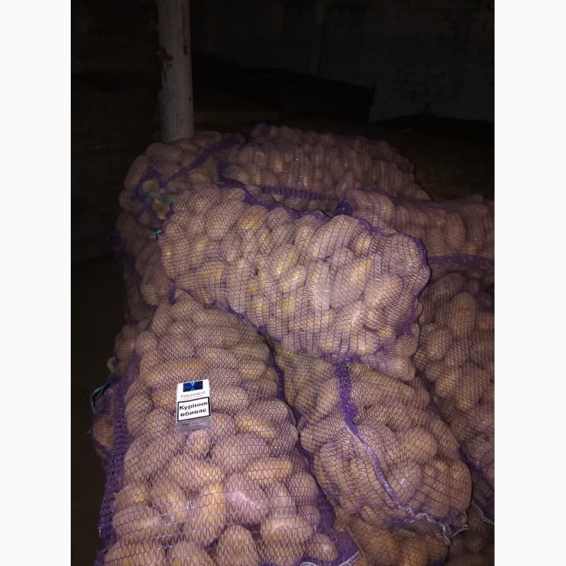 Фото 2. Продам товарный картофель, сорта гранада