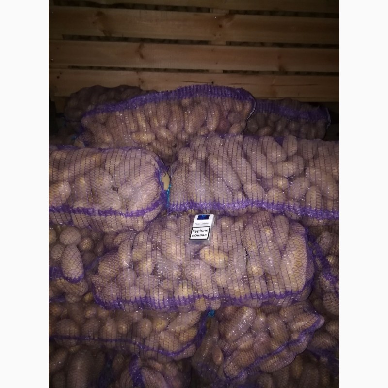 Фото 3. Продам товарный картофель, сорта гранада