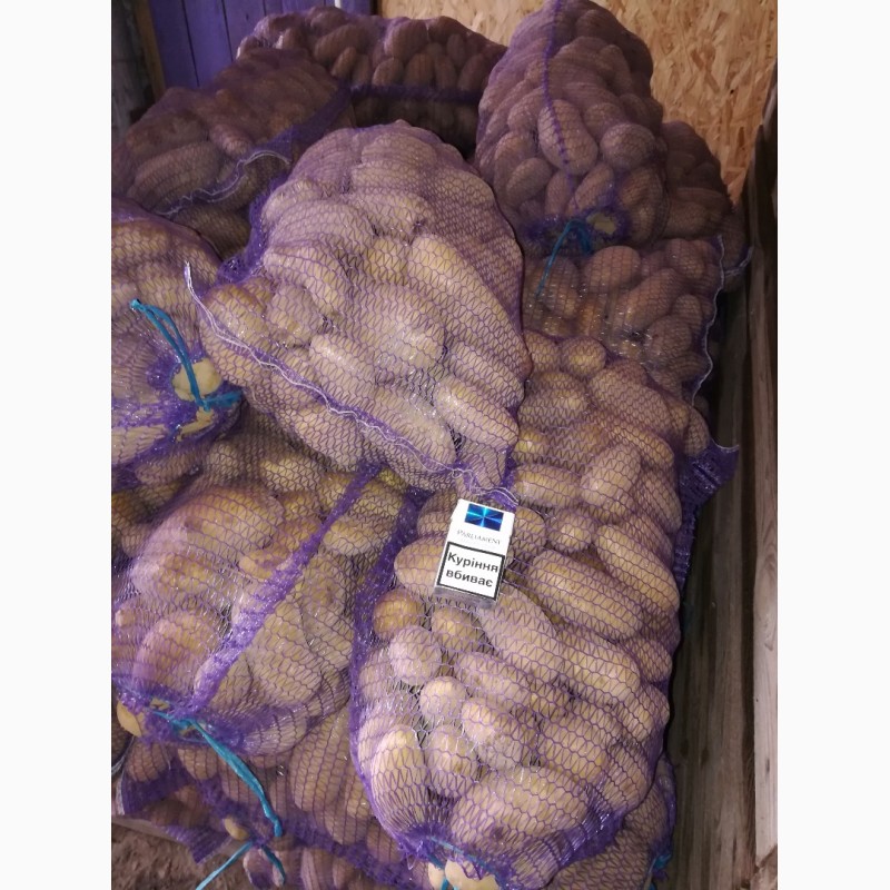 Фото 4. Продам товарный картофель, сорта гранада