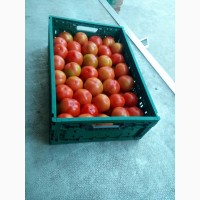 Продаём помидор различных сортов