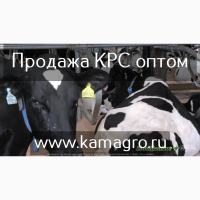 Племенные Нетели молочного направления с доставкой продуктивность от 6000 за лактацию