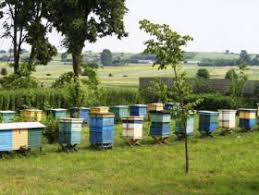 Продам пчелопакеты с отправкой по Украине
