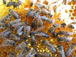 Фото 2. Продам пчелопакеты с отправкой по Украине