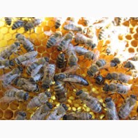 Продам пчелопакеты с отправкой по Украине