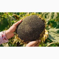 Продамо насіння соняшнику (Барса, Толедо, Гранд)