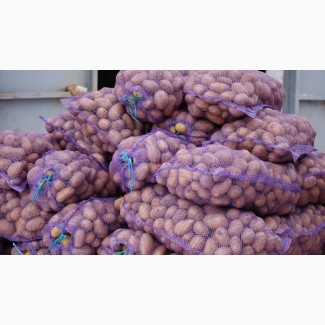 Продам оптом картофель 2018