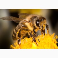 Продам ульикопусные, бджоли, пчелы, пчелопакеты