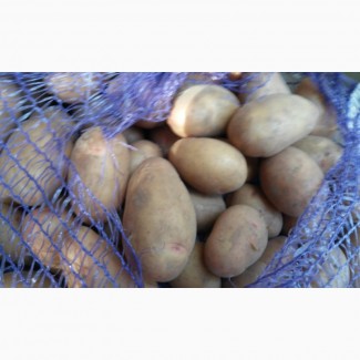 Продаж насінневої картоплі, рівєра, гренада, белароза від виробника