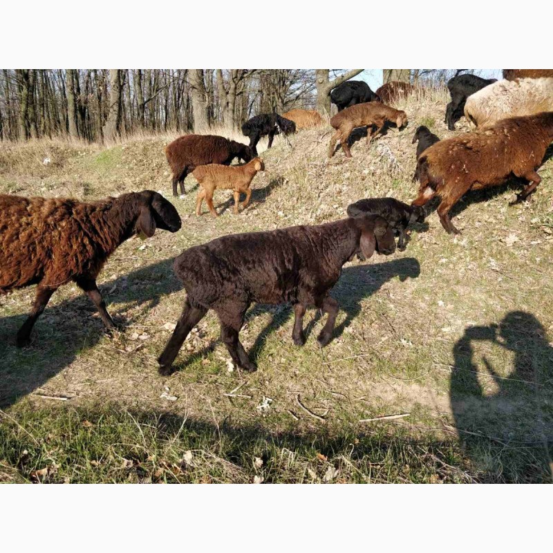 Фото 8. Продам курдючные овцы