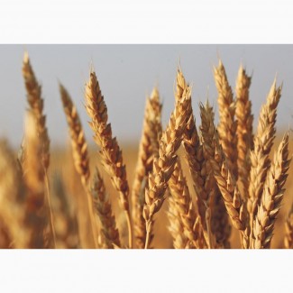 Закупка пшениці некондиційної, з сажкою, некласної