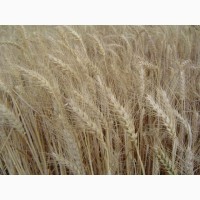 Підприємство проводить закупку пшениці фуражної