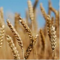 Закупка пшениці на вигідних умовах. Самовивіз за домовленістю