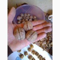 Сортовые саженцы ореха грецкого